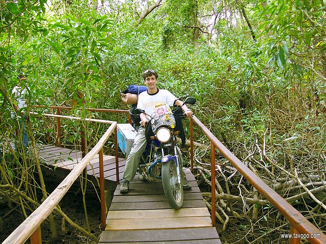 Through the mangrove swamps to board