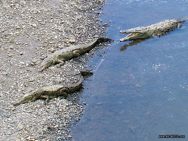 Crocodiles in the T&aacute;rcoles River