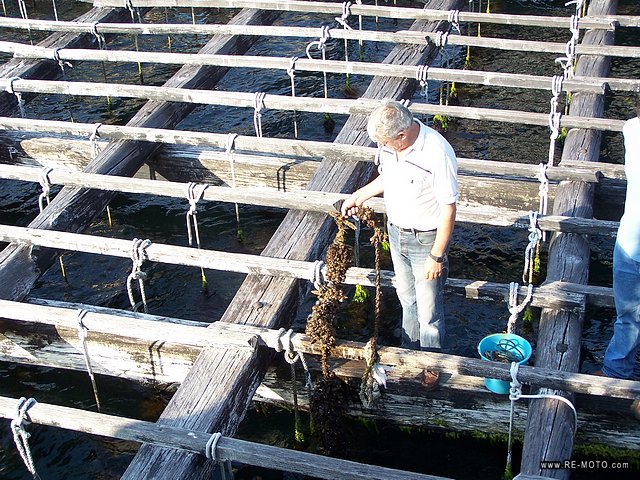 The man shows one of the ropes where the mussels grow.