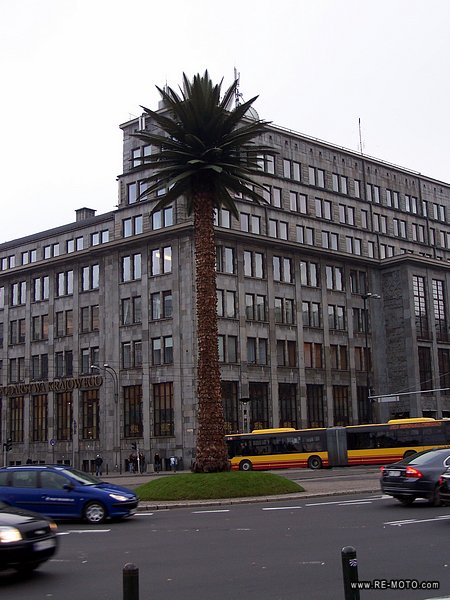 A palm tree in Warsaw?!? Yes... but it's made of plastic...