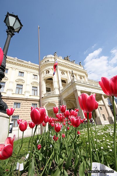 Bratislava, tulips.