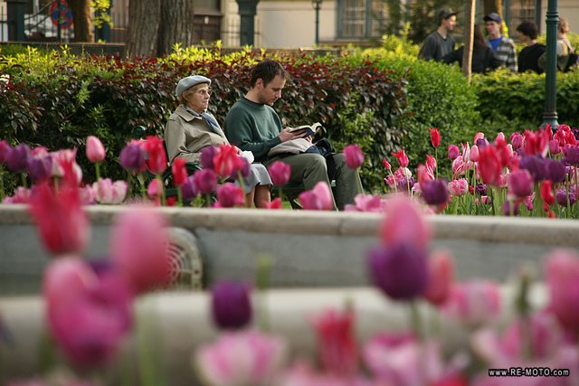 The old woman, the young man and the tulips.