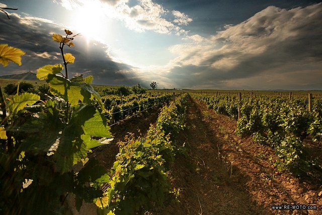 Many vineyards flank the road.