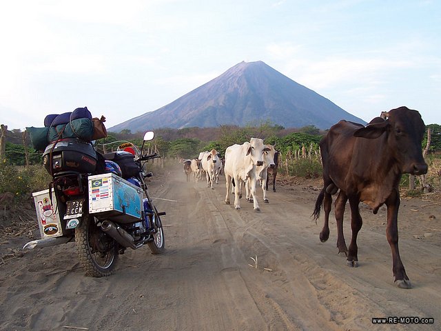 The volcano and the cows