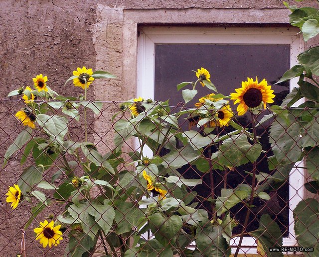 Sunflowers in Altwarp