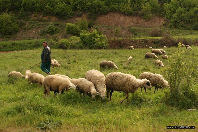 Breeding animals is a common activity in Kosovo.