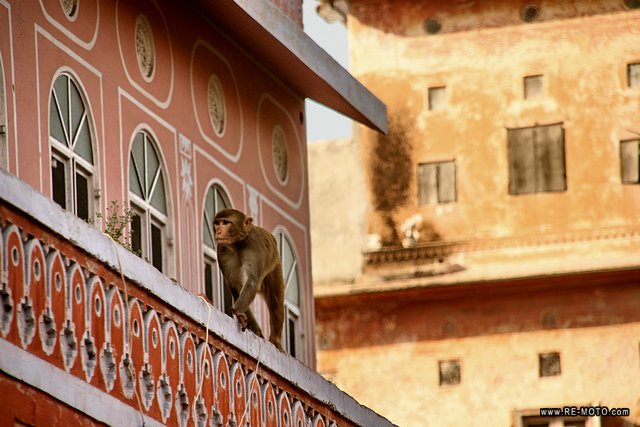 Los monos son animales sagrados en la India.